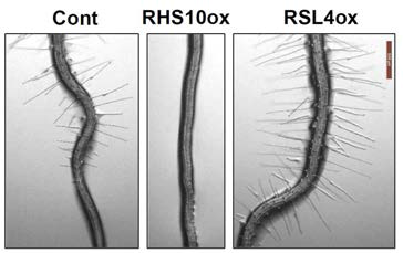 서로 다른 뿌리털 길이를 갖는 식물체 (Cont, ProE7:YFP; RHS10ox, ProE7:RHS10; RSL4ox, RSL4ox)