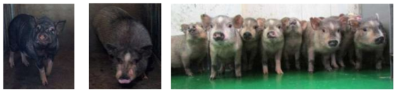 US11 형질전환돼지(♀), hDAF 형질전환돼지(♂)과 이들의 교배로 생산된 새끼돼지