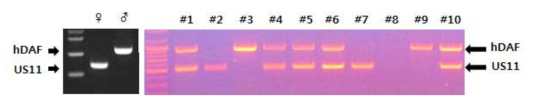 US11 형질전환돼지와 hDAF 형질전환돼지의 교배에 의한 새끼들의 PCR 분석