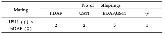 암컷 US11 형질전환돼지와 수컷 hDAF 형질전환돼지의 교배에 의해 태어난 새끼들 의 유전자형