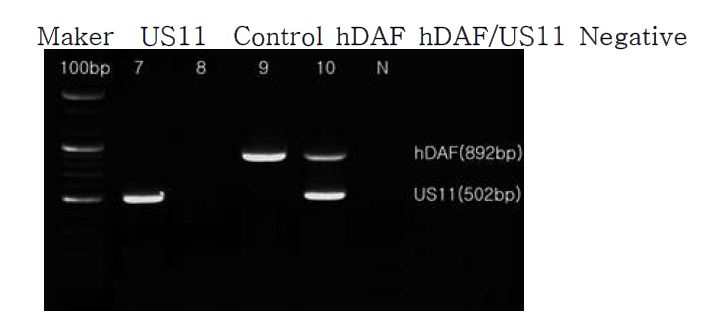 형질전환돼지 귀조직에서 hDAF 및 US11 유전자 mRNA 발현을 위한 RT-PCR 결과. Lane 7 및 9: 각각 US11 및 hDAF 형질전환돼지; Lane 10: hDAF/US11 double 형질전환돼지, N: negative control, hDAF band : 892 bp, US11 band: 502bp