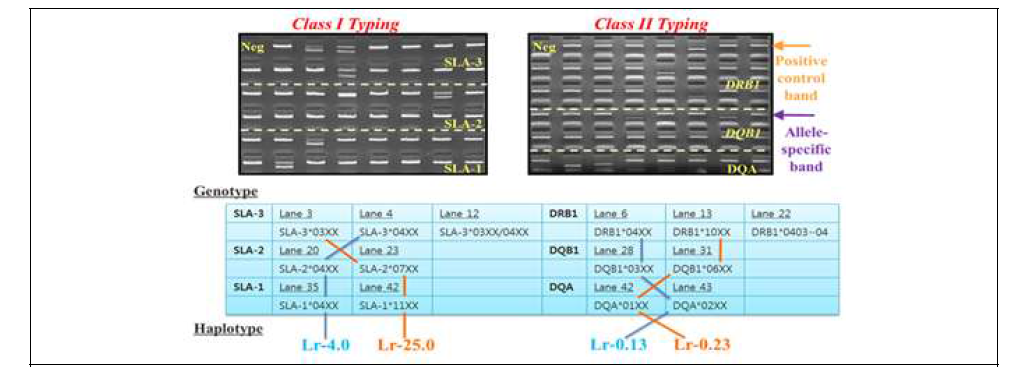 PCR-SSP 방법에 의한 미니돼지 SLA typing 방법에 대한 모식도