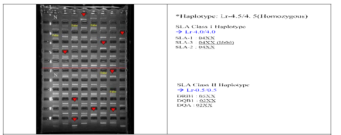 GTKO[-/+]/CD39KI 형질전환돼지의 SLA typing 결과 확인