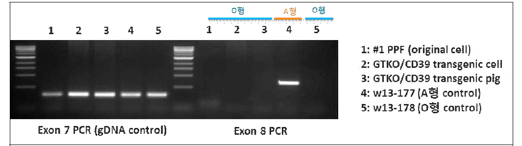 GTKO/CD39KI(-/+), F0 형질전환돼지 혈액형 분석 결과