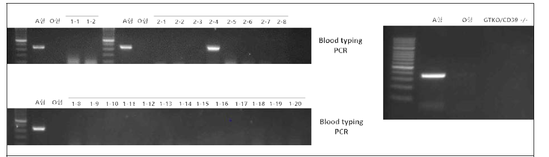 GTKO[-/+]/CD39KI 형질전환돼지 후대 (F1)의 혈액형 분석 결과