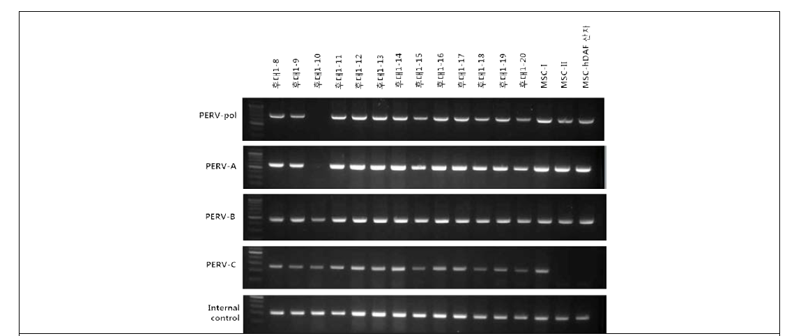 GTKO[-/+]/CD39KI 형질전환돼지 후대 (F1)의 PERV type 분석 결과