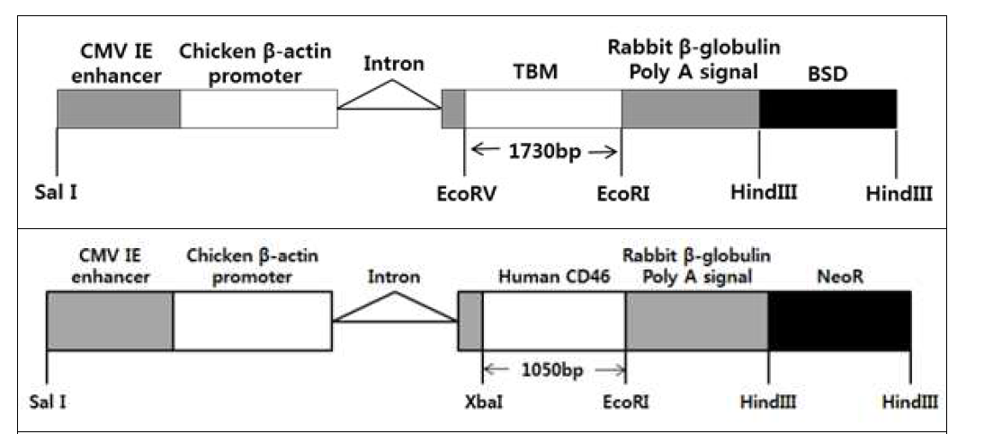 인간 TBM/CD46 유전자를 발현하는 벡터