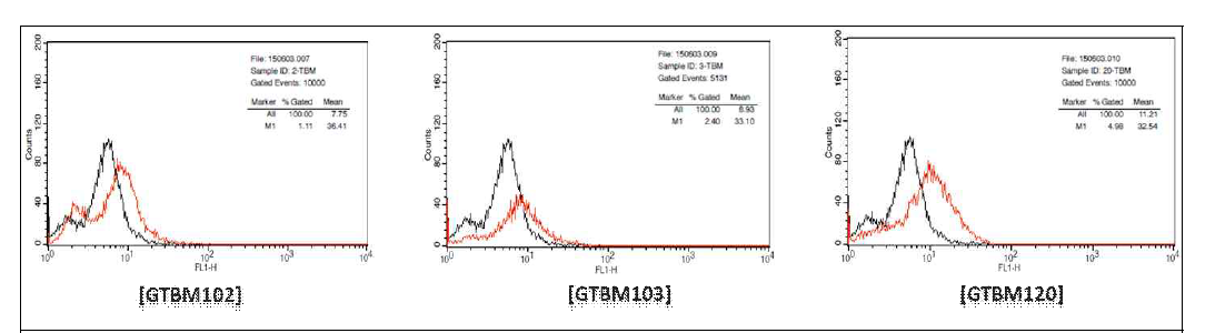 TBM 형질전환세포주 FACS 분석 결과