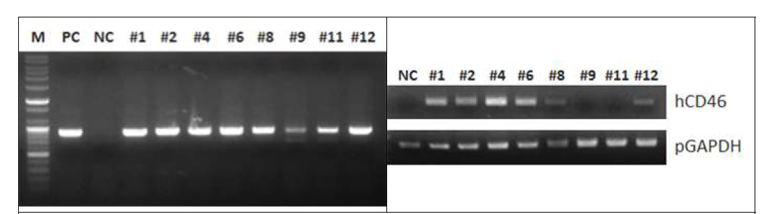CD46 형질전환세포주 PCR 결과