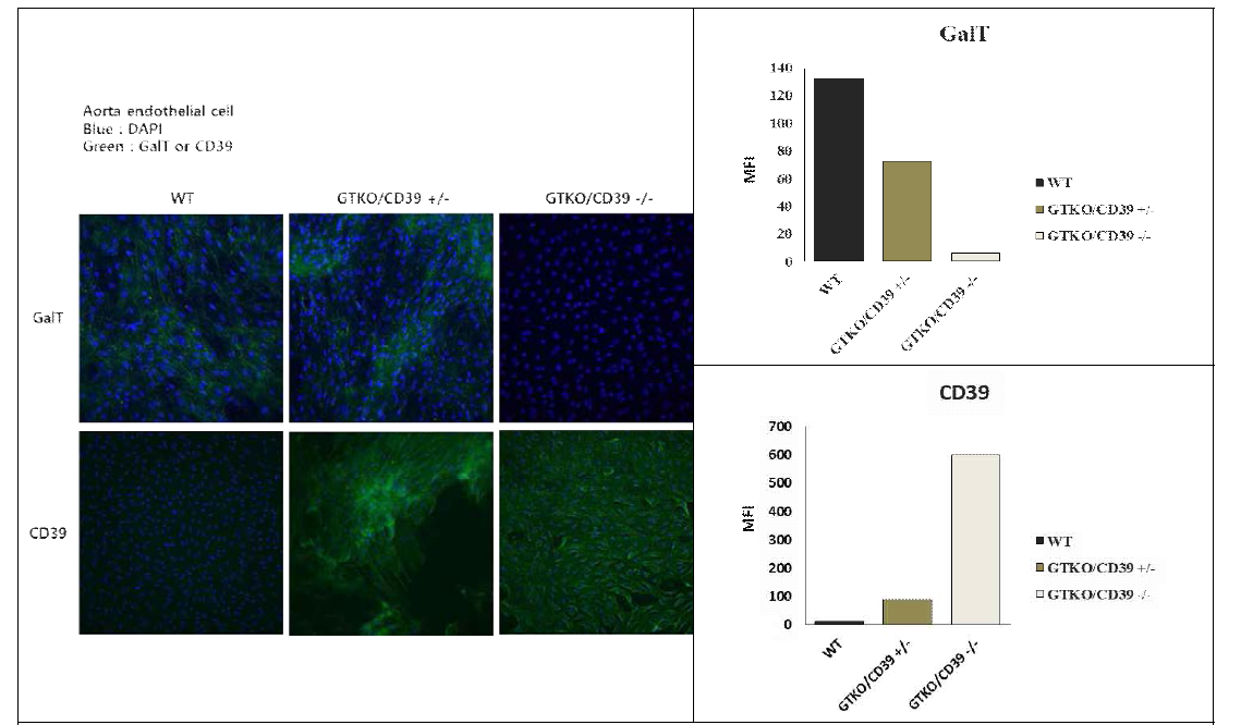 형질전환돼지 혈관내피세포에서의 GalT 및 CD39 발현