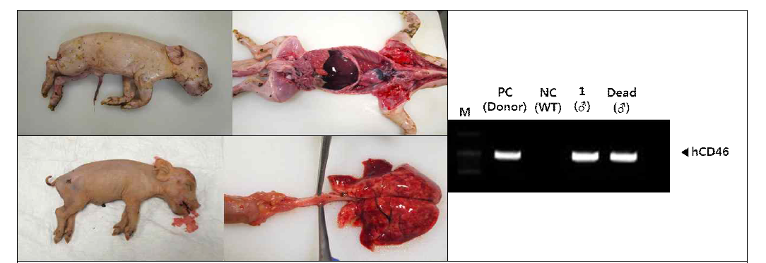 사산 및 폐사한 GTKO/CD46 형질전환복제돼지 및 유전자 검사 결과
