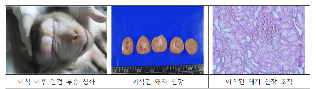GTKO[-/-]/CD39KI 형질전환미니돼지 신장 이식 영장류 부검 및 조직검사