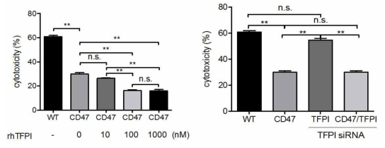 재조합 TFPI와 TFPI siRNA를 이용한 세포독성감소효과 검증