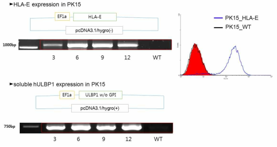돼지세포주에서 발현하는 사람 HLA-E와 ULBP1의 발현