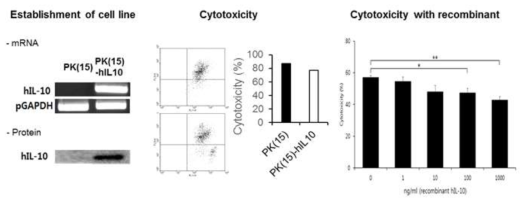 돼지 신장세포에서 사람 IL-10발현 및 사람 대식세포에 대한 세포독성 실험