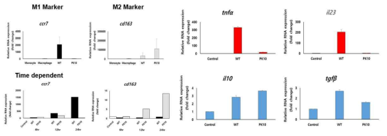 사람 IL-10에 의한 사람대식세포의 분화 관련 유전자의 발현량의 변화