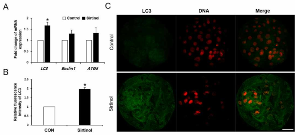 sirtuin inhibitor 처리에 따른 자가소화작용 관련 유전자(LC3)의 변화