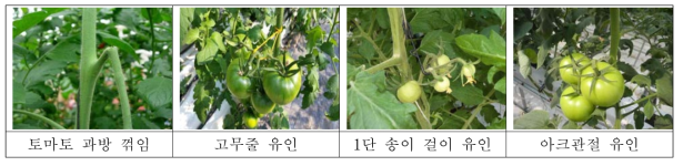 토마토 과방꺽임 방지 도구를 활용한 과방유인