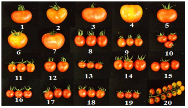 주요 수출토마토 20품종의 과실 모양