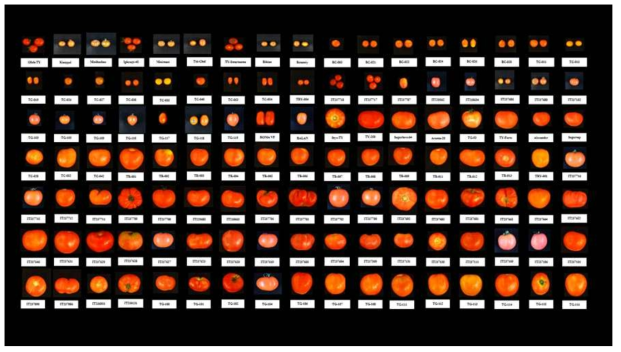 유전자원의 기능성 평가에 이용한 총 119점의 토마토 유전자원의 과실크기 및 형태
