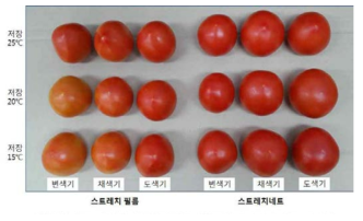 밴딩 자재별 저장 10일 후 저장온도에 따른 토마토의 착색정도