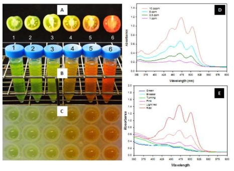 96-well micorplate reader를 이용한 토마토 과실 내 lycopene 함량 정량분석. A, 토마토의 과실성숙 6단계(1: green, 2: breaker, 3: turning, 4: pink, 5: light red and 6: red); B, 토마토 추출액; C, 96-well plate 상의 추출액; D, lycopene 표준물질의 농도별 분광흡수 스펙트럼; E, 과실 성숙단계별 토마토 추출액의 분광흡수스펙트럼. 토마토 추출액의 스펙트럼은 3개의 피크를 보이며 최대 피크는 470nm에서 형성. 재배기간: 2016년 6월 30일∼10월 14일(전북대학교 실험농장, 유리온실)