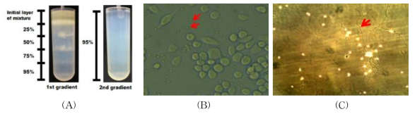 꿀벌 노제마 실내 시험 모델 개발 연구 (A); 노제마 포자 정제, (B); 노제마 cell infection시험모델, (C); 노제마 germination 시험모델