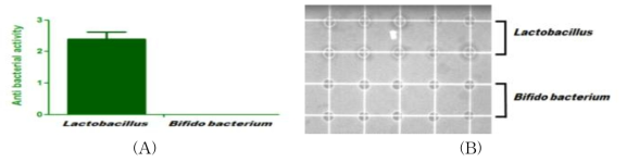 꿀벌 장내 미생물의 항균활성 검정 (A); 항균활성 효과, (B); Radial Diffusion Assay 결과