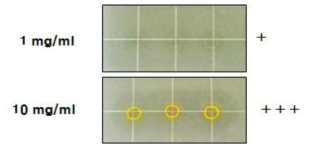 울금추출물에 의한 Paenibacillus larvae 항균활성 검정