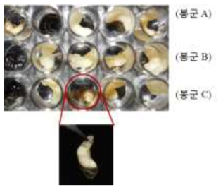 토종벌 유충실내 사육 : 질병저항성 검정