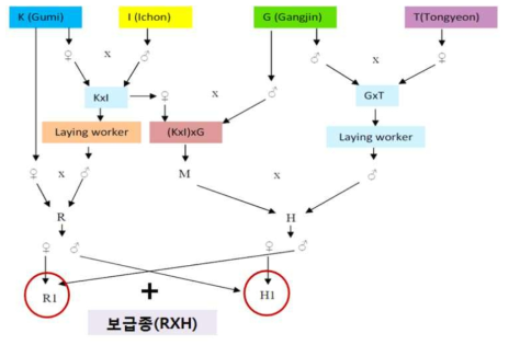 토종벌 낭충봉아부패병 저항성계통 육성도(dendrogram)