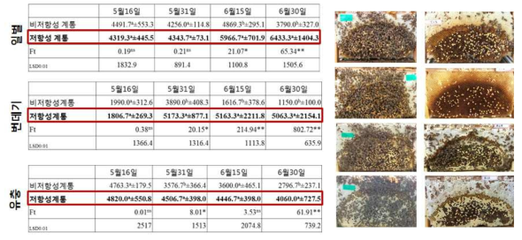 질병저항성 계통 봉군발육 비교