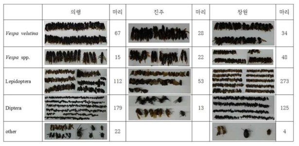 봄철 등검은말벌 유인액 조성물에 유인된 곤충