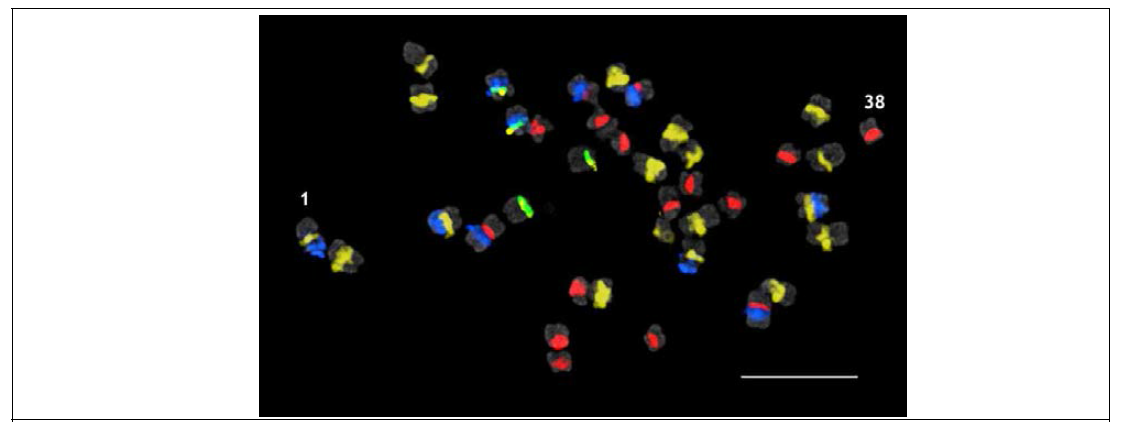 배추의 Centromere 특이적인 probe와 무의 TE probe를 이용한 FISH CentBr1(빨강), CentBr2(녹색), RsCRR(노랑), RsGypsy(파랑)