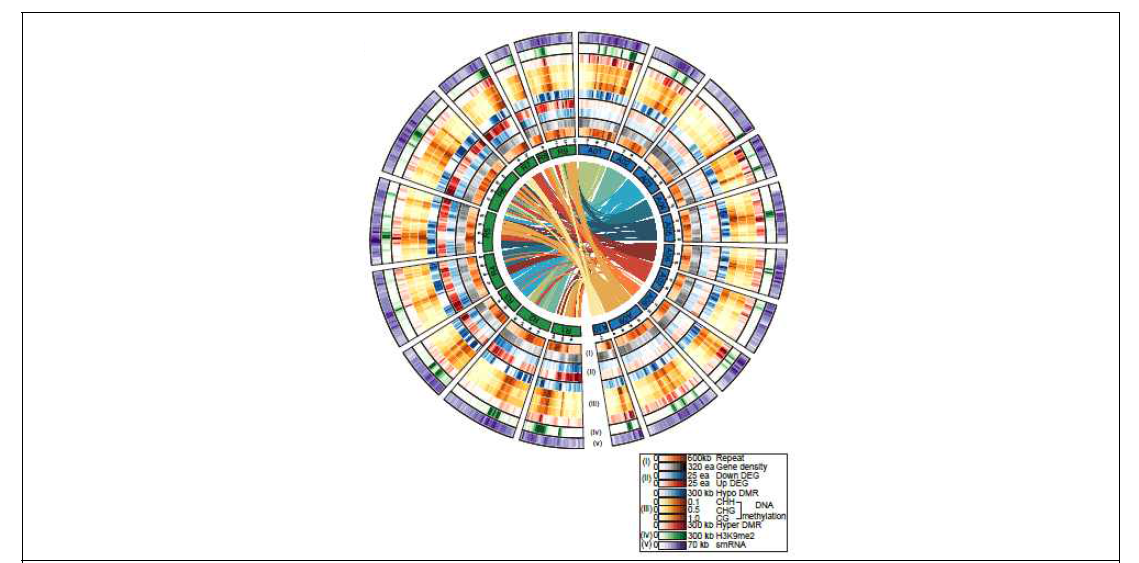 배무채의 유전체, 전사체 및 후성유전체. 배무채 19개 염색체에 대하여 배추+ 무, 배무채를 비교하여 유전체, 전사체, 메틸롬, H3K9Me2 크로마틴, small RNA 정보를 포함하는 배무채의 통합유전체를 완성하였다
