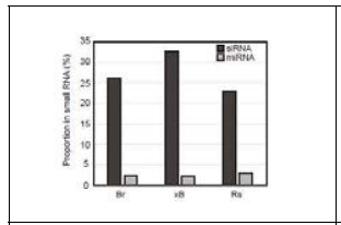 배추, 무 배무채에서의 small RNA 분석. siRNA 및 miRNA의 비율