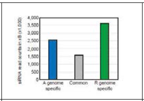 배무채에서 subgenome 특이적 siRNA의 양
