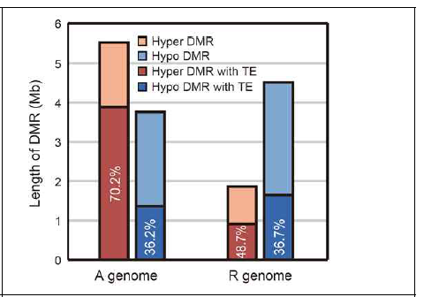 부모유래 유전체 별로 DMR 구역에서 TE가 차지하는 비율