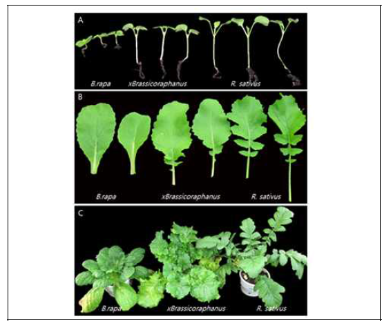 배추, 배무채, 무의 유묘상태에서의 형질 비교 (A) 하배축의 길이 비교 (B) 잎의 형태 비교 (C) 유묘상태의 식물체 전체 모습
