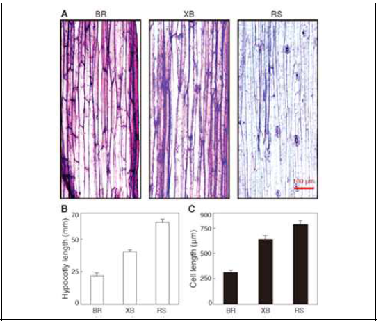 배추, 배무채, 무의 하배축의 길이와 세포 비교 분석 (A) 하배축 표피의 세포 모양 (B) 하배축의 길이 (C) 하배축의 세포 길이