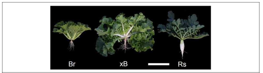 배추, 배무채, 무의 성체 형태 비교