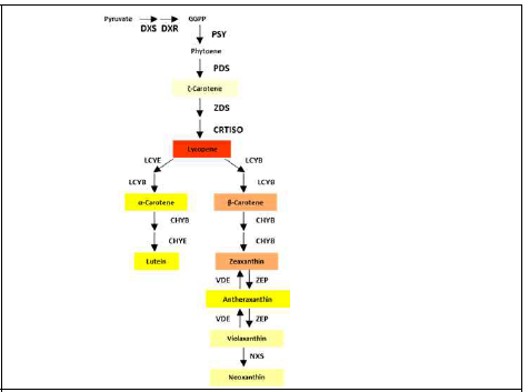 카로티노이드 생합성 과정