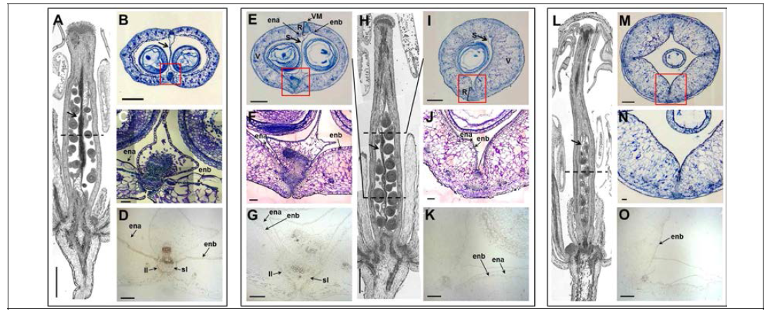 배추, 배무채, 무의 암술 구조와 수정 후 꼬투리의 내부 구조 (A-D) 배추 (E-K) 배무채 (L-O) 무; (A, H, L) 배추, 배무채, 무의 암술의 구조; (B-D, E-G, I-K, M-O) 수정후의 배추, 배무채, 무의 꼬투리의 내부구조