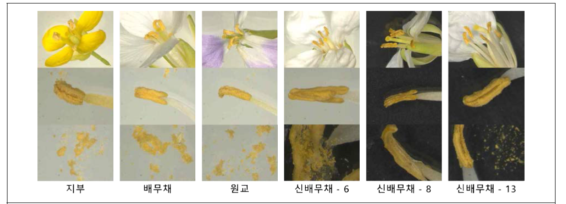 배추, 배무채, 무, 신배무채의 화분 형성 확인