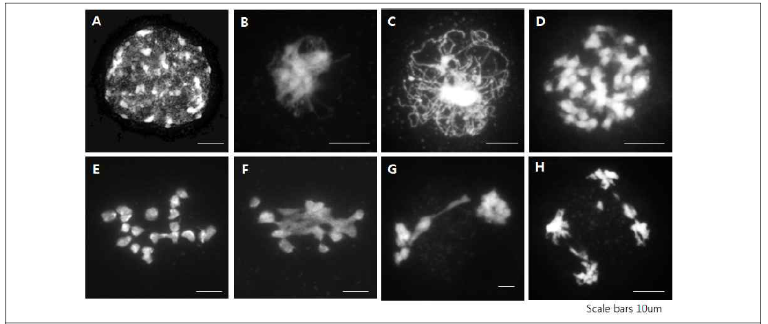 신배무채 (2n=2x=19) 감수분열. DAPI로 염색해서 전과정을 살펴봄. (A) Leptotene, (B) Zygotene, (C) Pachytene, (D) Diplotene, (E) Metaphase, (F) Metaphase, (G) Metaphase II, (H) Telophase II