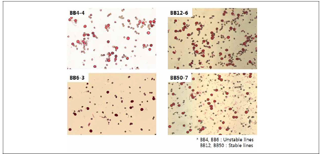 배무채 불안정화된 라인 BB4, BB6과 안정화된 라인 BB12, BB50의 화분의 alexander 염색처리