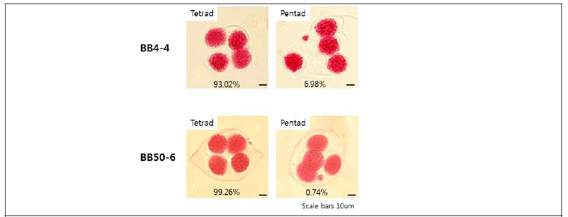 BB4와 BB50의 tetrad의 alexander 염색