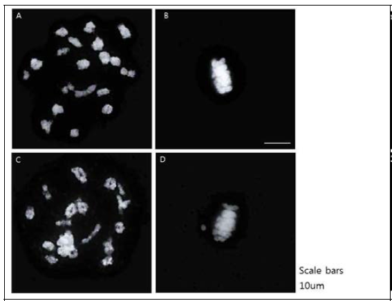 BB4의 정상적인 (A,B)과 비정상적인 (C,D) 감수분열. Diakinesis (A,C)와 Metaphase (B,D)