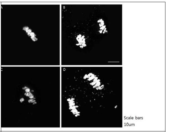 BB50의 정상적인 (A,B)과 비정상적인 (C,D) 감수분열. Diakinesis (A,C)와 Metaphase (B,D)