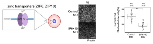 난자 내에 아연을 수송하는 zinc transporter 인 ZIP6 와 ZIP10을 낙다운함으로써 난자 내 아연의 농도가 감소하고, 세포질내 액틴의 수준이 감소함을 확인함